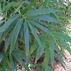 Pseudosasa Japonica -Plant Series Store Pseudosasa japonica 05