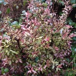 Pseudowintera Colorata -Plant Series Store Pseudowintera colorata 04