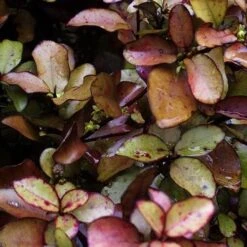 Pseudowintera Colorata