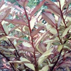 Pseudowintera Colorata Marjorie Congreve -Plant Series Store Pseudowintera colorata Marjorie Congreve01