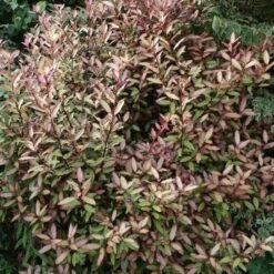 Pseudowintera Colorata Marjorie Congreve -Plant Series Store Pseudowintera colorata Marjorie Congreve02