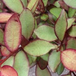 Pseudowintera Colorata Marjorie Congreve -Plant Series Store Pseudowintera colorata Marjorie Congreve03