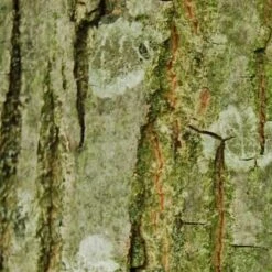 Pterocarya Rhoifolia - Japanese Wingnut -Plant Series Store Pterocarya Rhoifolia 03 ceaa7e80 41c7 4694 bf9e 131bd1ae524d