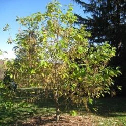 Pterostyrax Hispida -Plant Series Store Pterostyrax hispida 04