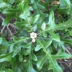 Quercus Lyrata - Overcup Oak -Plant Series Store Quercus lyrata 04