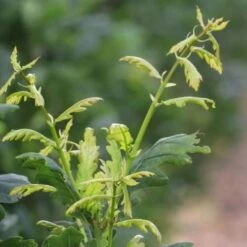 Quercus Robur Fastigiata Koster -Plant Series Store Quercus robur Fastigiata Koster 04