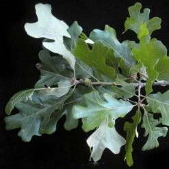 Quercus Stellata -Plant Series Store Quercus stellata 03