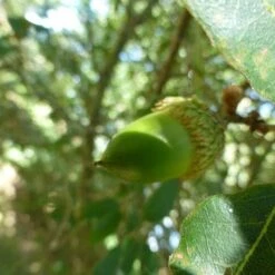 Quercus X Kewensis 9 Quercus X Kewensis -Plant Series Store Quercus x kewensis 02