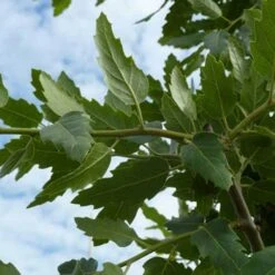 Quercus X Kewensis 11 Quercus X Kewensis -Plant Series Store Quercus x kewensis 04