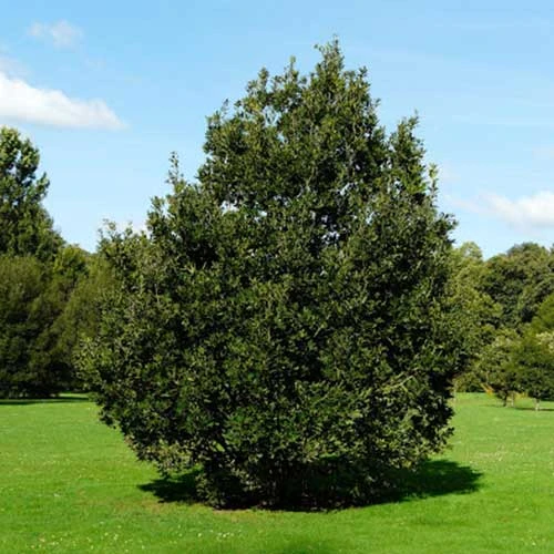 Quercus X Kewensis 1 Quercus X Kewensis