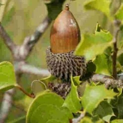 Quercus Coccifera -Plant Series Store Quercus coccifera 06