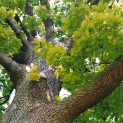 Quercus Frainetto - Hungarian Oak -Plant Series Store Quercus frainetto 03