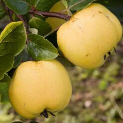 Quince Serbian Gold
