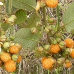 Raspberry All Gold (Fall Gold) - Autumn Fruiting -Plant Series Store Raspberry All Gold 2