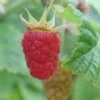 Raspberry Malling Leo - Summer Fruiting