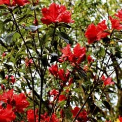 Azalea Mollis Satan -Plant Series Store Rhododendron Satan 04