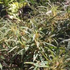 Rhododendron Stenopetalum Linearifolium -Plant Series Store Rhododendron stenopetalum Linearifolium 01