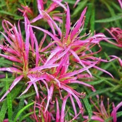 Rhododendron Stenopetalum Linearifolium -Plant Series Store Rhododendron stenopetalum Linearifolium 06