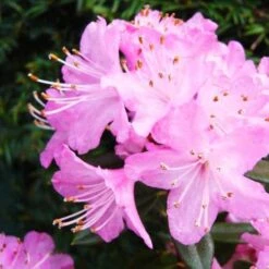 Rhododendron Pintail -Plant Series Store Rhododendron Pintail02