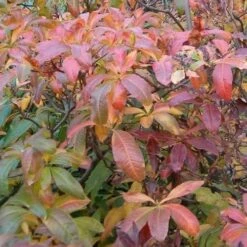 Azalea (Rhododendron) Luteum -Plant Series Store Rhododendron luteum 02