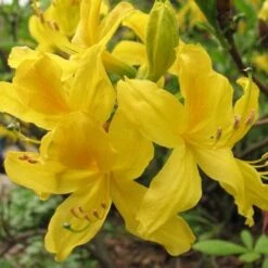 Azalea (Rhododendron) Luteum