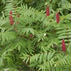 Rhus Glabra Laciniata -Plant Series Store Rhus glabra Laciniata 03