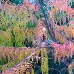 Rhus Glabra Laciniata -Plant Series Store Rhus glabra Laciniata 05