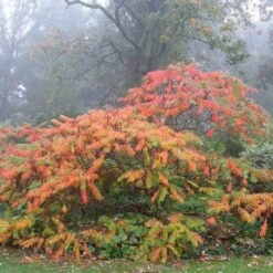Rhus Typhina Dissecta (Laciniata) -Plant Series Store Rhus typhina Dissecta01