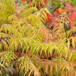 Rhus Typhina Dissecta (Laciniata) -Plant Series Store Rhus typhina Dissecta06