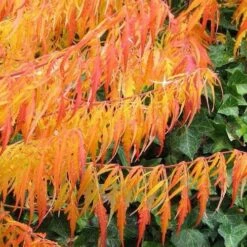 Rhus Typhina Dissecta (Laciniata) -Plant Series Store Rhus typhina Dissecta07