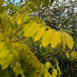 Robinia Pseudoacacia Frisia - Golden Robinia -Plant Series Store Robinia pseuoaccaia frisia