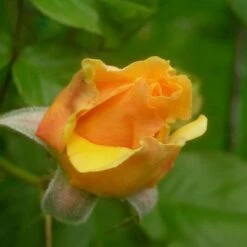 Rosa Amber Queen - Floribunda Shrub Rose -Plant Series Store Rosa Amber Queen 3