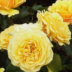 Rosa Amber Queen - Floribunda Shrub Rose -Plant Series Store Rosa Amber Queen 4
