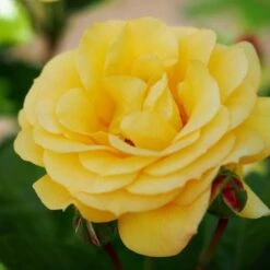 Rosa Arthur Bell - Floribunda Climbing Rose -Plant Series Store Rosa Arthur Bell 1
