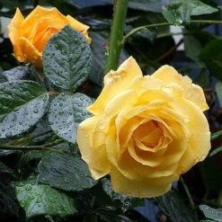 Rosa Arthur Bell - Floribunda Climbing Rose -Plant Series Store Rosa Arthur Bell X