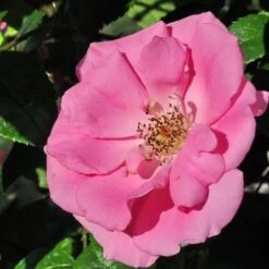 Rosa Bantry Bay - Climbing Rose -Plant Series Store Rosa Bantry Bay 4