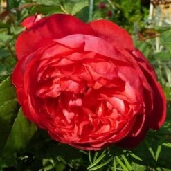 Rosa Benjamin Britten - David Austin Shrub Rose -Plant Series Store Rosa Benjamin Britten 2