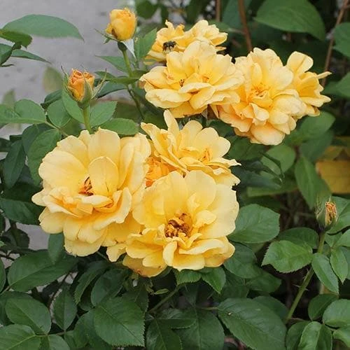 Rosa Easy Going - Floribunda Shrub Rose 2 Rosa Easy Going - Floribunda Shrub Rose - Image 2