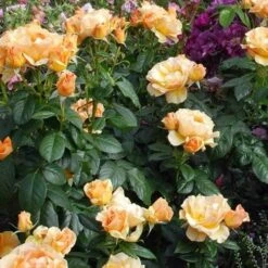 Rosa Easy Going - Floribunda Shrub Rose 8 Rosa Easy Going - Floribunda Shrub Rose -Plant Series Store Rosa Easy Going 04