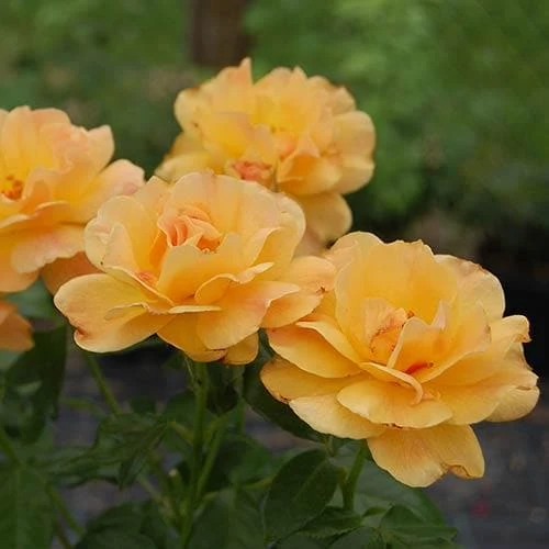 Rosa Easy Going - Floribunda Shrub Rose 5 Rosa Easy Going - Floribunda Shrub Rose - Image 5