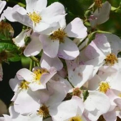 Rosa Francis E. Lester - Rambling Rose -Plant Series Store Rosa Francis E Lester 4