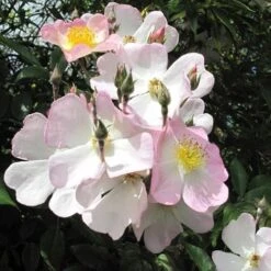 Rosa Francis E. Lester - Rambling Rose -Plant Series Store Rosa Francis E Lester 5