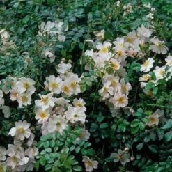 Rosa Grouse - Groundcover Rose -Plant Series Store Rosa Grouse 03