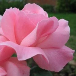 Rosa Queen Elizabeth -Plant Series Store Rosa Queen Elizabeth 06