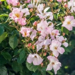 Rosa Rosy Cushion - Modern Shrub Rose -Plant Series Store Rosa Rosy Cushion 04