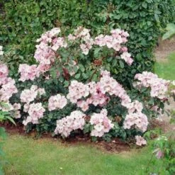 Rosa Rosy Cushion - Modern Shrub Rose -Plant Series Store Rosa Rosy Cushion 05
