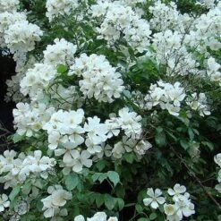 Rosa Sir Cedric Morris - Rambling Rose -Plant Series Store Rosa Sir Cedric Morris 01