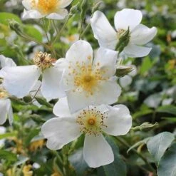 Rosa Sir Cedric Morris - Rambling Rose -Plant Series Store Rosa Sir Cedric Morris 02