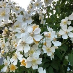 Rosa Sir Cedric Morris - Rambling Rose -Plant Series Store Rosa Sir Cedric Morris 03