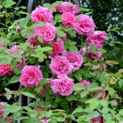 Rosa Zéphirine Drouhin - Climbing Rose -Plant Series Store Rosa Zepherine Drouhin 05